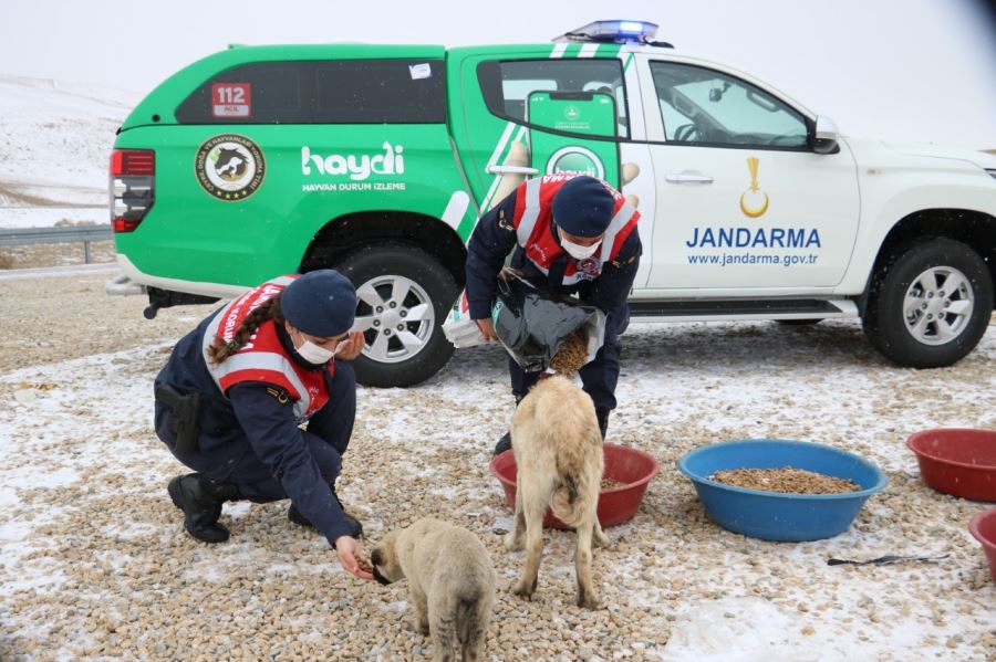 Hayvanları Koruma Timi tarafından soğuk kış günlerinde sokak hayvanlarına yiyecek verildi.