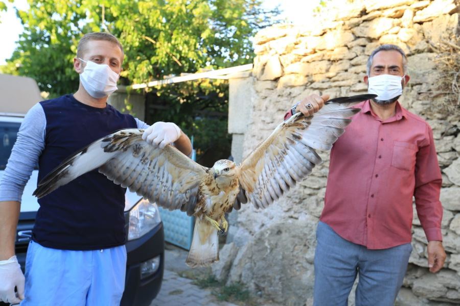 YARALI ŞAHİNİN YARDIMINA AKSARAY BELEDİYESİ YETİŞTİ