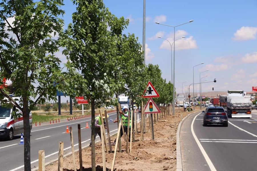 E-90 KARAYOLU ŞEKER AKÇE AĞAÇLARI İLE DONATILIYOR